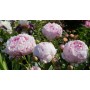 ПИОНЫ Paeonia Sarah Bernhardt