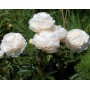 ПИОНЫ Paeonia Solange