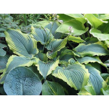 Hosta SPARTACUS (Hansen)
