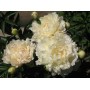 ПИОНЫ Paeonia Summer Glow