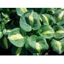 ХОСТА Hosta THUNDERBOLT