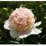 ПИОНЫ Paeonia Top Brass
