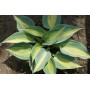 ХОСТА Hosta TOUCH OF CLASS (Hans Hansen/Shady Oaks Nursery 1999)