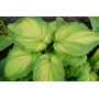 ХОСТА Hosta WAR PAINT (Naylor Creek)