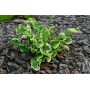 ХОСТА Hosta WHEEE (Meyer/Brashear)
