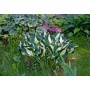 ХОСТА Hosta WHIRLWIND