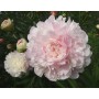 ПИОНЫ Paeonia Yubilejny'j