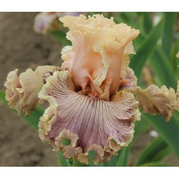 BALLROOM BELLE (T. Johnson ’20) продано