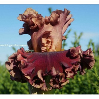 BURGUNDY BLAZE(Blyth 2015)  продано