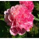 Glowing Raspberry Rose (Cousins/Klehm'1981 USА)