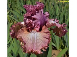 Graced With Lace (Paul Black 2025) ПРОДАНО