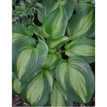 Hosta Hollywood Lights
