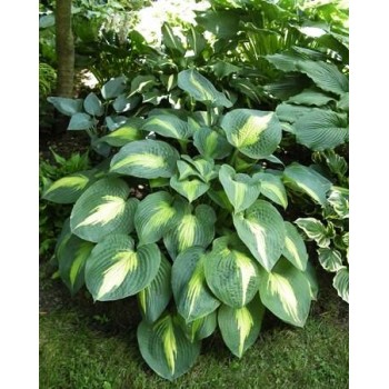 Hosta Lakeside Shore Master 