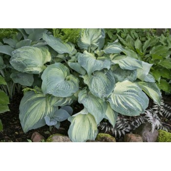 Hosta GUARDIAN ANGEL (RICK THOMPSON)