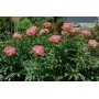 ПИОНЫ Paeonia Pink Hawaiian Coral
